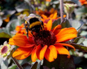 Słoneczniczek- Heliopsis Luna Roja