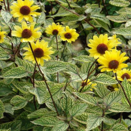 Słoneczniczek- Heliopsis Summer Green