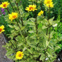 Słoneczniczek- Heliopsis Summer Green (P9)