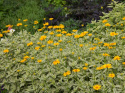 Słoneczniczek- Heliopsis 'Loraine Sunshine'(P9)