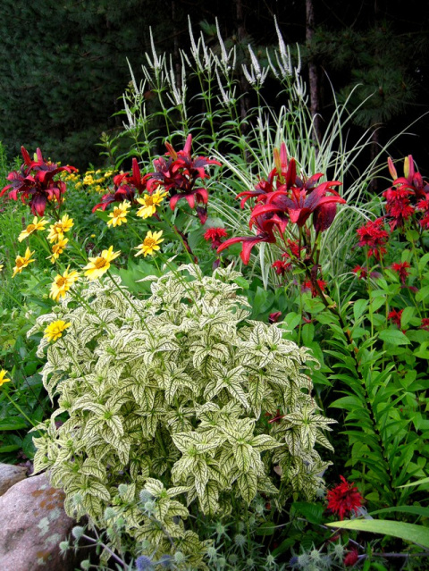 Słoneczniczek- Heliopsis 'Loraine Sunshine' Słoneczniczek- Heliopsis 'Loraine Sunshine'