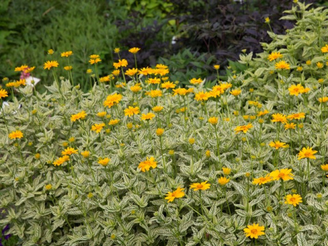 Słoneczniczek- Heliopsis 'Loraine Sunshine' Słoneczniczek- Heliopsis 'Loraine Sunshine'
