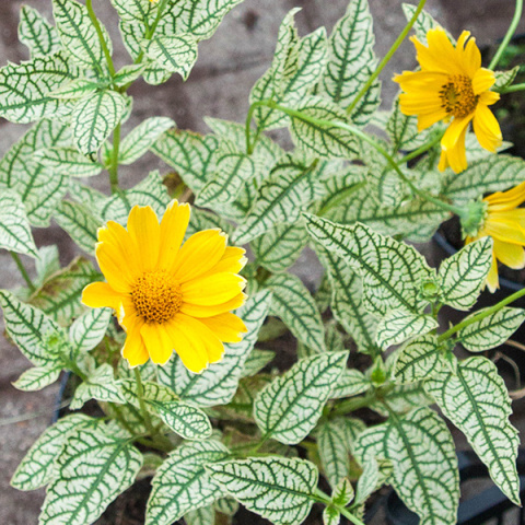 Słoneczniczek- Heliopsis 'Loraine Sunshine' Słoneczniczek- Heliopsis 'Loraine Sunshine'