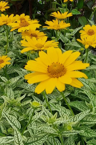 Słoneczniczek- Heliopsis 'Loraine Sunshine' Słoneczniczek- Heliopsis 'Loraine Sunshine'