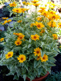 Słoneczniczek- Heliopsis 'Loraine Sunshine'