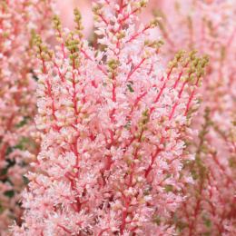 Tawułka Arendsa- Astilbe arendsii 'Look at Me' (p9)