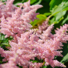 Tawułka Arendsa- Astilbe arendsii 'Look at Me' (p9)