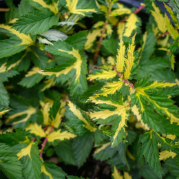 Wiązówka błotna - Filipendula ulmaria Veriegata