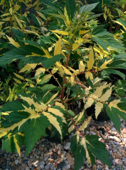 Wiązówka błotna - Filipendula ulmaria Veriegata