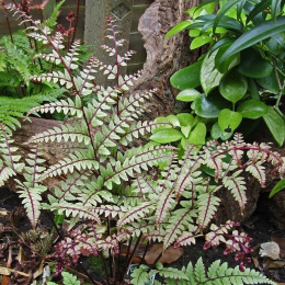 Wietlica uszkowata- Athyrium otophorum 'Okanum' (p9)