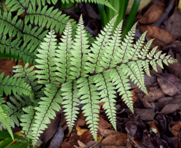 Wietlica uszkowata- Athyrium otophorum 'Okanum' (p9)