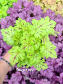Żuraweczka 'Spicy Lime'