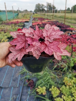 Żurawka 'Plum Power'