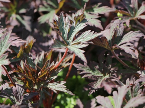 Bodziszek łąkowy- Geranium pratense 'Hocus Pocus' (L)