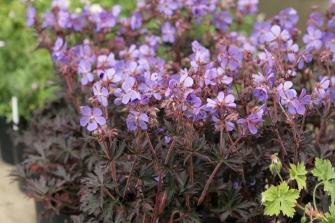 Bodziszek łąkowy- Geranium pratense 'Hocus Pocus' (L)