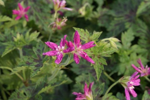 Bodziszek oksfordzki- Geranium oxonianum 'Sue Cox' (L)