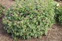 Bodziszek oksfordzki- Geranium oxonianum 'Sue Cox' (L)