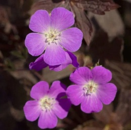 Bodziszek plamisty- Geranium maculatum 'Stormy Night' (L)