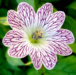 Bodziszek różnobarwny- Geranium versicolor (L)