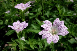 Bodziszek różnobarwny- Geranium versicolor (L)