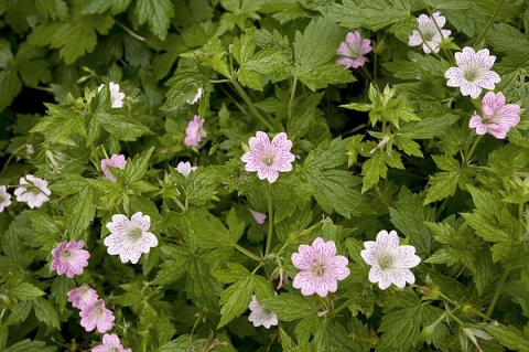 Bodziszek różnobarwny- Geranium versicolor (L)