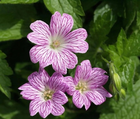 Bodziszek różnobarwny- Geranium versicolor (L)