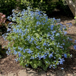 Brunnera 'Alexanders Great' (W)