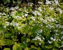 Brunnera 'Betty Bowring' (W)