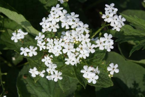 Brunnera 'Betty Bowring' (L)