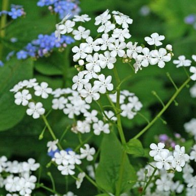 Brunnera 'Betty Bowring' (L)