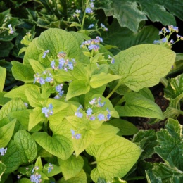 Brunnera 'Diane's Gold' (W)