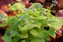 Brunnera 'Diane's Gold' (W)