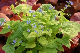 Brunnera 'Diane's Gold' (W)