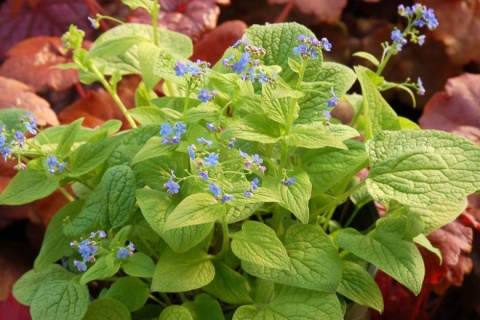 Brunnera 'Diane's Gold' (W)