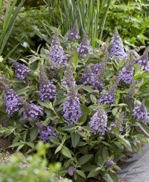 Buddleja 'Butterfly Candy Little Lila' (W)
