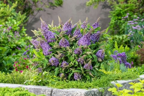 Buddleja 'Butterfly Candy Little Lila' (W)
