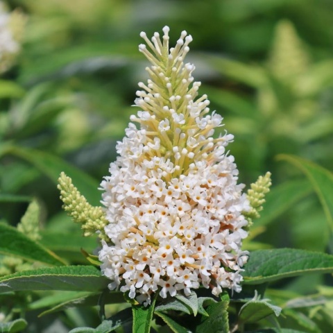 Buddleja 'Butterfly Candy Little White' (W)