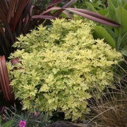 Bylica pospolita- Artemisia vulgaris 'Oriental Limelight' (L)