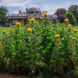 Chaber wielkogłówkowy- Centaurea macrocephala (W)