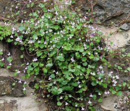 Cymbalaria murowa- Cymbalaria muralis (W)