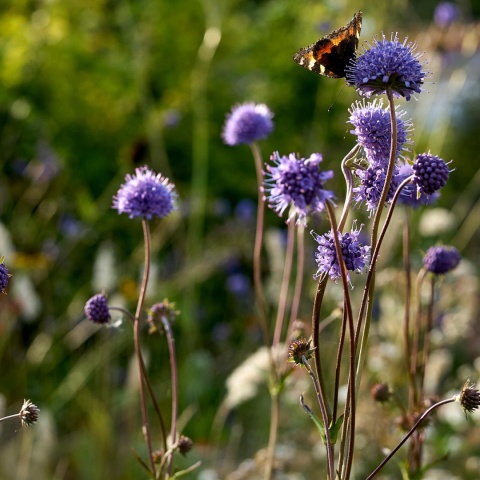 Czarcikęs łąkowy- Succisa pratensis (W)