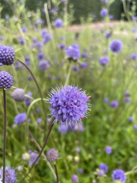 Czarcikęs łąkowy- Succisa pratensis (W)