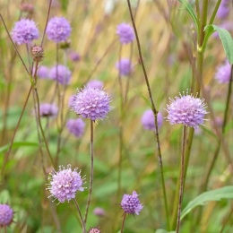 Czarcikęs łąkowy- Succisa pratensis (W)
