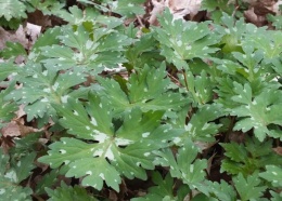 Czerpatka kanadyjska (W)