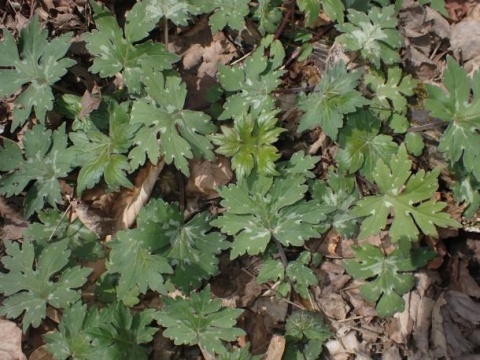 Czerpatka kanadyjska (W)