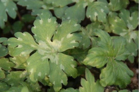 Czerpatka kanadyjska (W)