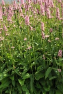 Czyściec- Stachys officinalis 'Summer Sweets' (W)