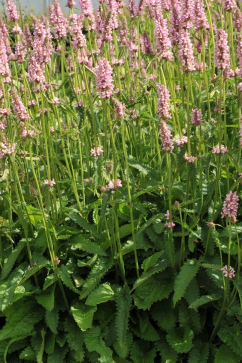 Czyściec- Stachys officinalis 'Summer Sweets' (W)