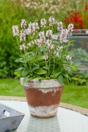 Czyściec- Stachys officinalis 'Summer Sweets' (W)