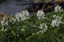 Czyściec dwubarwny- Betonica nivea (L)